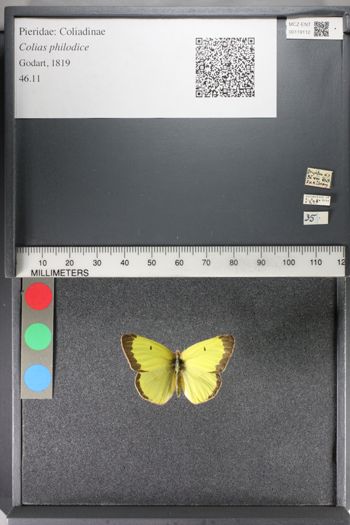 Media type: image;   Entomology 119112